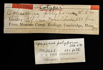 Media type: image;   Invertebrate Zoology OPH-394 Description: Original handwritten specimen labels;  Aspect: labels
